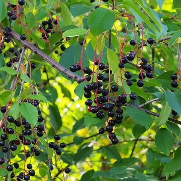 Image of black cherry fruit on a tree.